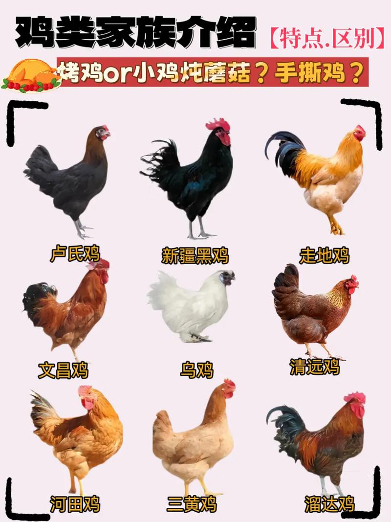 常见鸡类品种全解析 从品种特色到餐桌风味的探索之旅